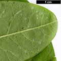 SpeciesSub: var. wilsonii